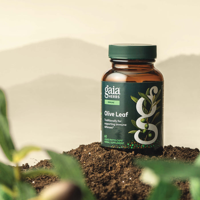 Gaia Herbs Olive Leaf 60 count supplement bottle on a natural background with plants.